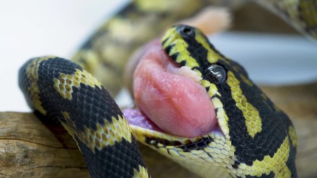 Macro close-up of a ball python snake unhinging its jaw in order to swallow a mouse