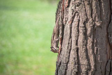 Playful chipmunk in Kathmandu