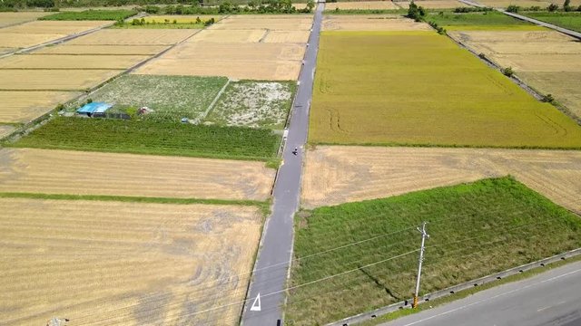 Far away aerial shot of couple driving motorcycle in a small road between the green and gold wheat fields