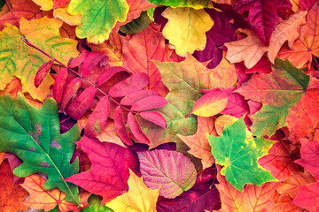 Naklejka na ściany i meble Beautiful Autumn background with colorful leaves. Flat lay, top view, copy space.