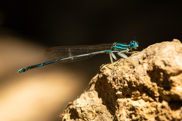 Closeup of a blue dragonfly on stone