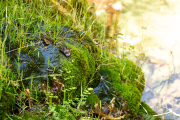 Green, wet moss