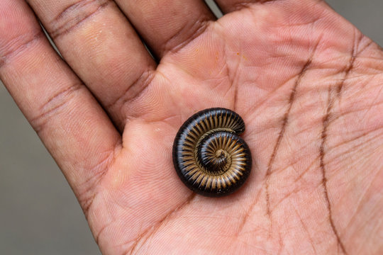 Millipede on a hand's palm