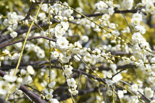 plum flower at okamoto