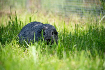 Glatthaar Meerschweinchen