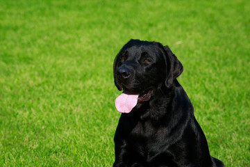 Dog breed Labrador