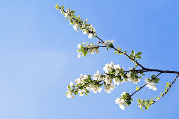 branch of apple tree with many flowers over blue sky
