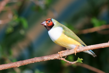 finches sitting on a branch in the forest