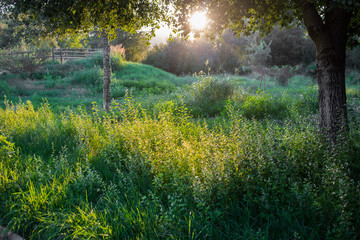 Atardecer en el campo