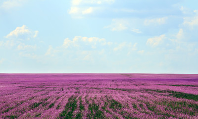 Fototapeta na wymiar Beautiful lavender field in the summer