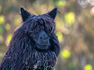 Alpaka im Winter im Zoo
