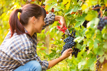 Happy smiling young woman picking bunches of grapes - 224717062