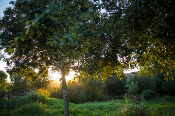 Atardecer en el campo