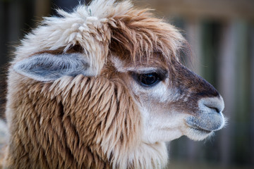 Alpaka im Zoo