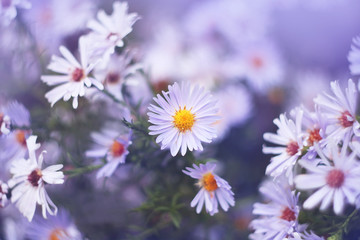 Fototapeta premium autumn or summer small flowers. Asters. floral background.