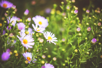 autumn or summer small flowers. Asters. floral background.