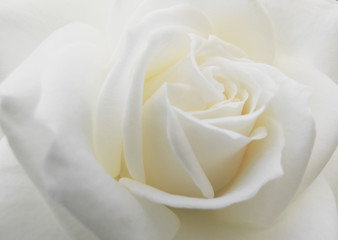 Blooming white rose