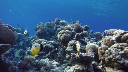 Fototapeta na wymiar Colorful corals and fish. Tropical fish. Underwater life in the ocean.