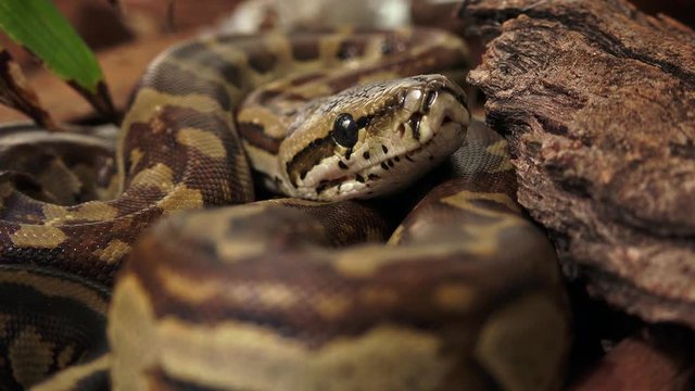 Closeup of Young African rock python coiled and ready to strike.