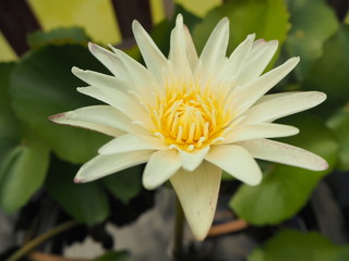 White Lotus Symbol of Buddhism