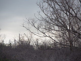 The tree is about to expire. It is a fascinating art.