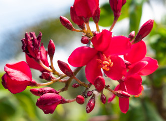バリ島の赤い花
