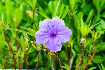 バリ島の紫の花