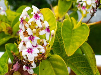バリ島の白い花