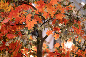 autumn maple leaves on a tree in a pavilion