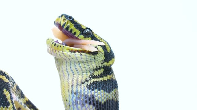 Close-up of a snake holding it's head up to swallow down it's prey