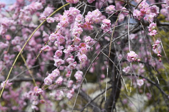 plum flower at okamoto