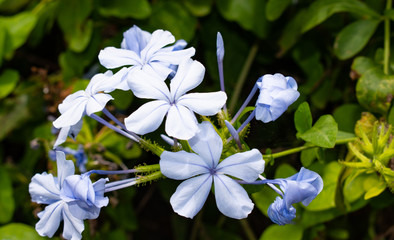 バリ島の白い花