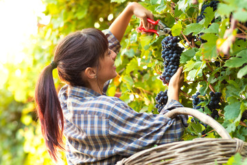 Happy smiling young woman picking bunches of grapes