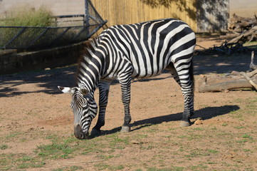 Fototapeta na wymiar Zebra in the outdoors
