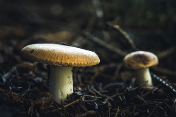 Mushrooms on the forest floor