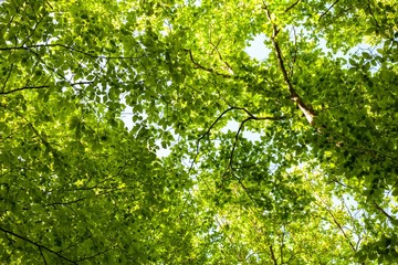 Fototapeta premium Trees in a forest