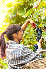 Happy smiling young woman picking bunches of grapes