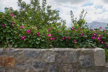 Pflanzen und Blumen der Insel Kreta