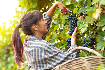 Happy smiling young woman picking bunches of grapes - 224719289