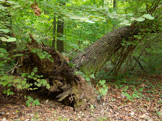 Obraz premium a large uprooted tree shows its roots in the green of the forest
