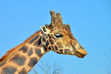 primissimo piano di una giraffa vista frontalmente e di profilo