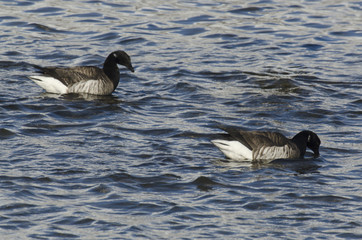 Bernache nonnette, .Branta leucopsis, Barnacle Goose