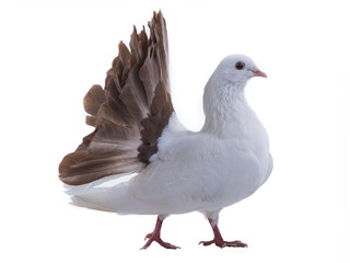 white dove peacock isolated