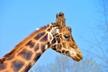 primissimo piano di una giraffa vista frontalmente e di profilo