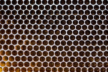 Closeup image of a honeycomb being prepared for the season