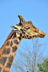 primissimo piano di una giraffa vista frontalmente e di profilo