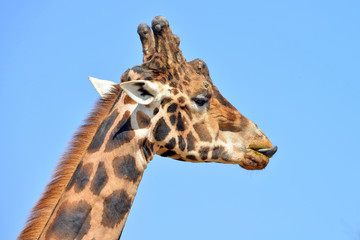 primissimo piano di una giraffa vista frontalmente e di profilo