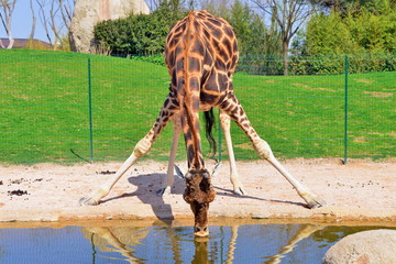 una giraffa allarga le zampe anteriori e  si china per bere dell'acqua