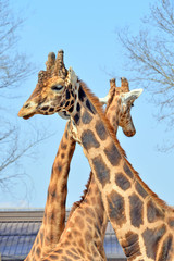 coppia di giraffe in primo piano