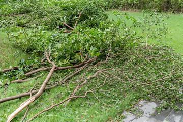 broken trees after a strong storm went through